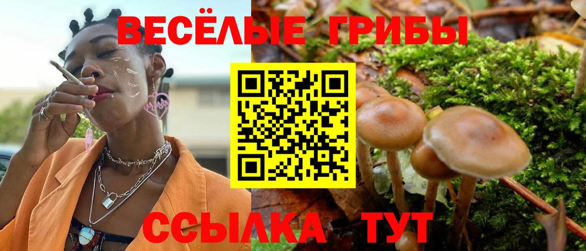Псилоцибиновые грибы мицелий Будённовск